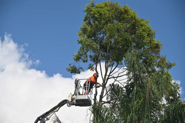 Professional Tree Services in Union Mill, VA